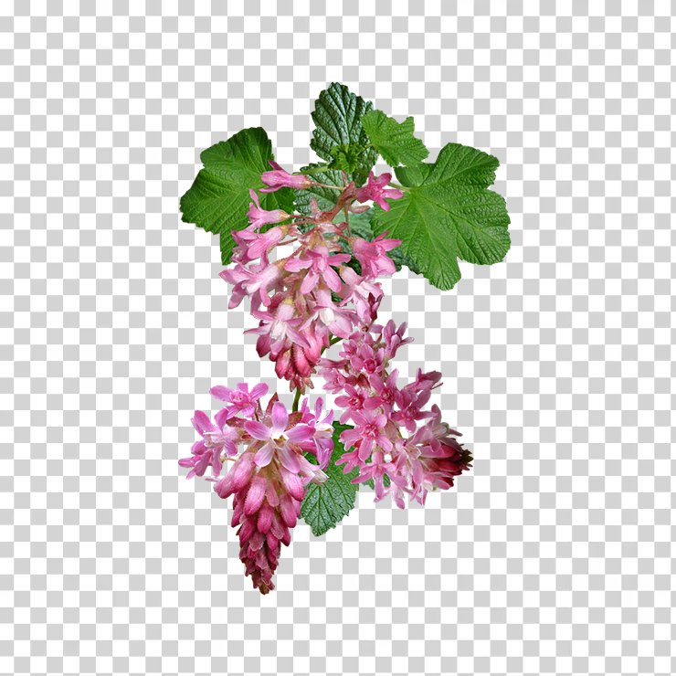 Flowering Currant