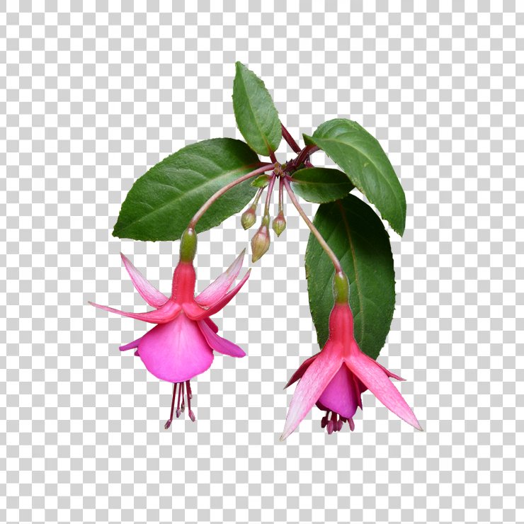 Fuchsia