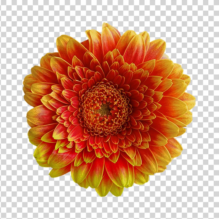 Gerbera