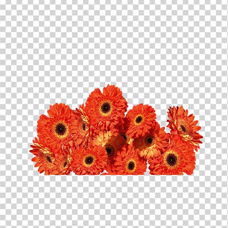 Gerbera