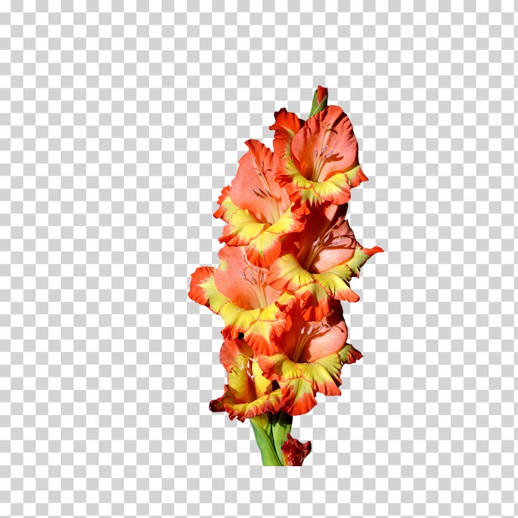 Gladiolus