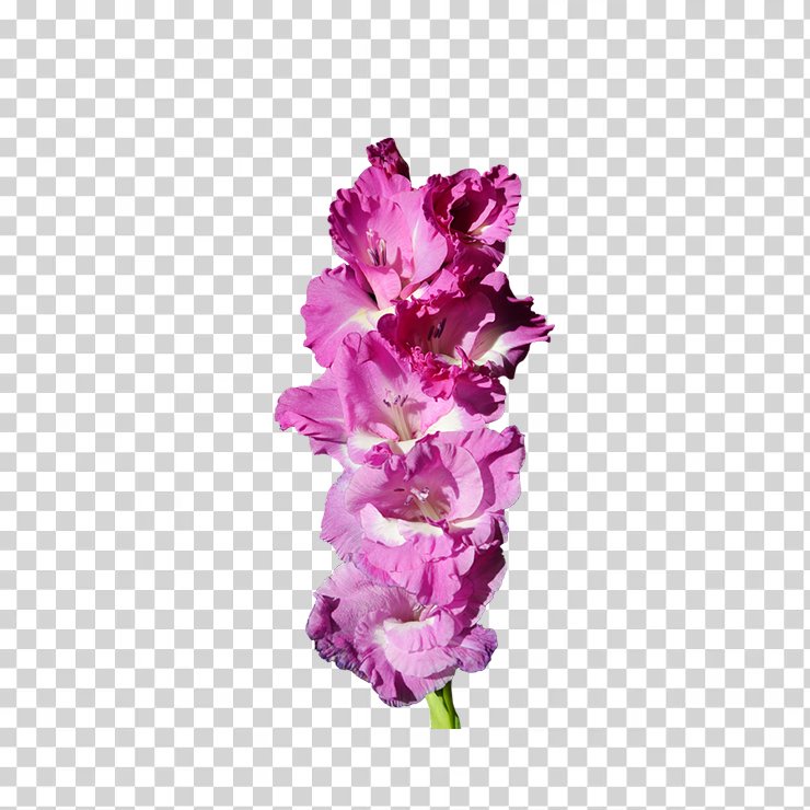 Gladiolus