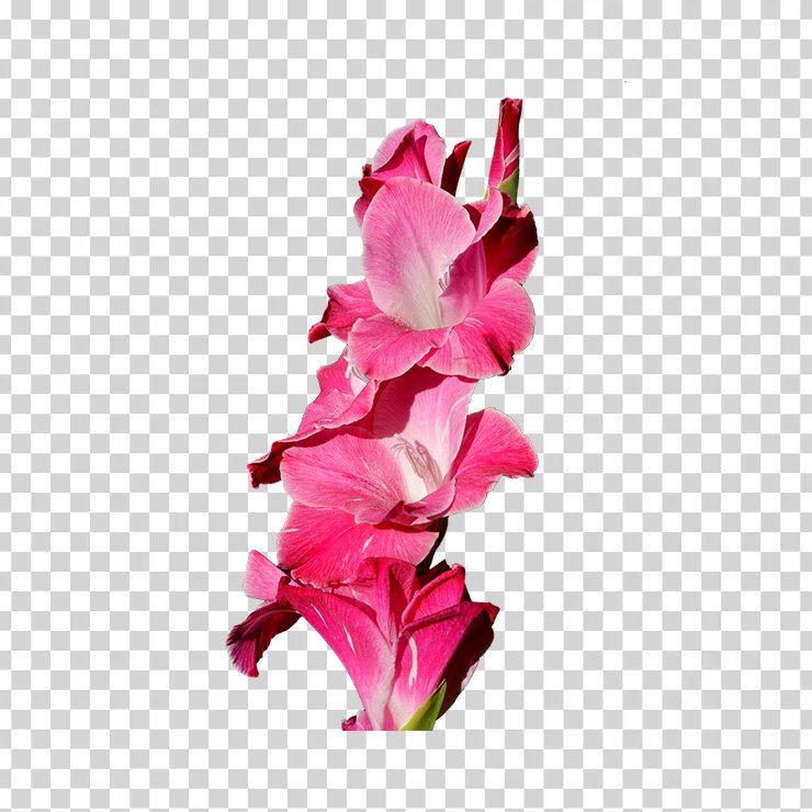 Gladiolus 1 1
