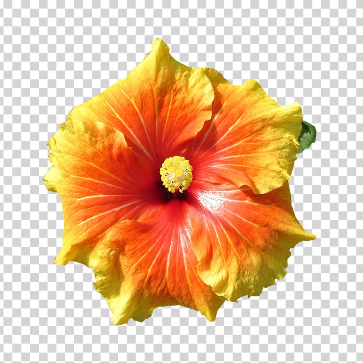 Hibiscus