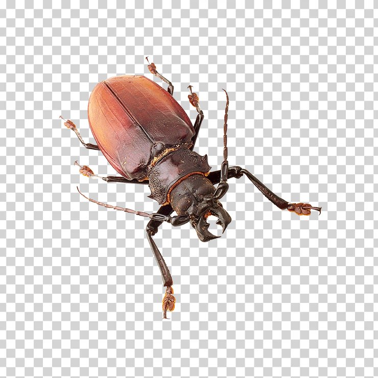 Insect