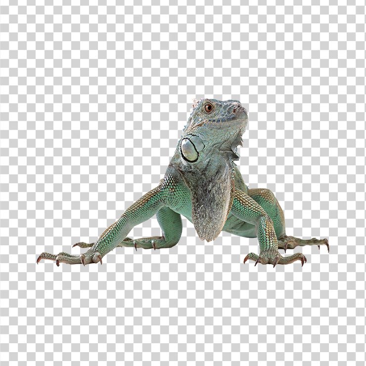 Lizard 10