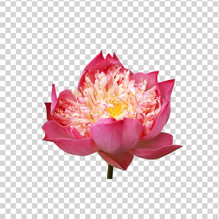 Lotus Flowers