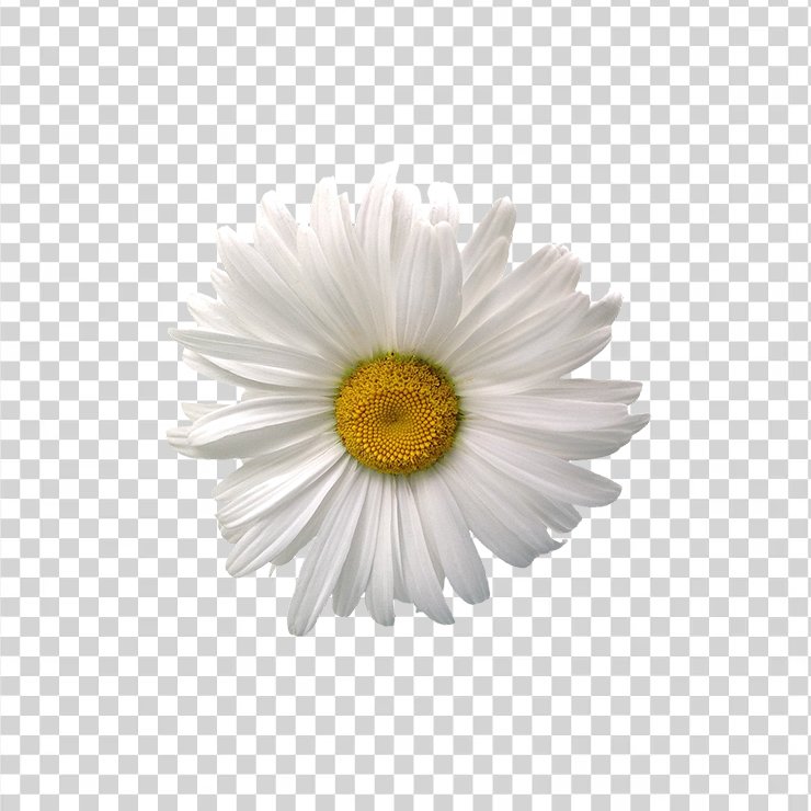 Marguerite