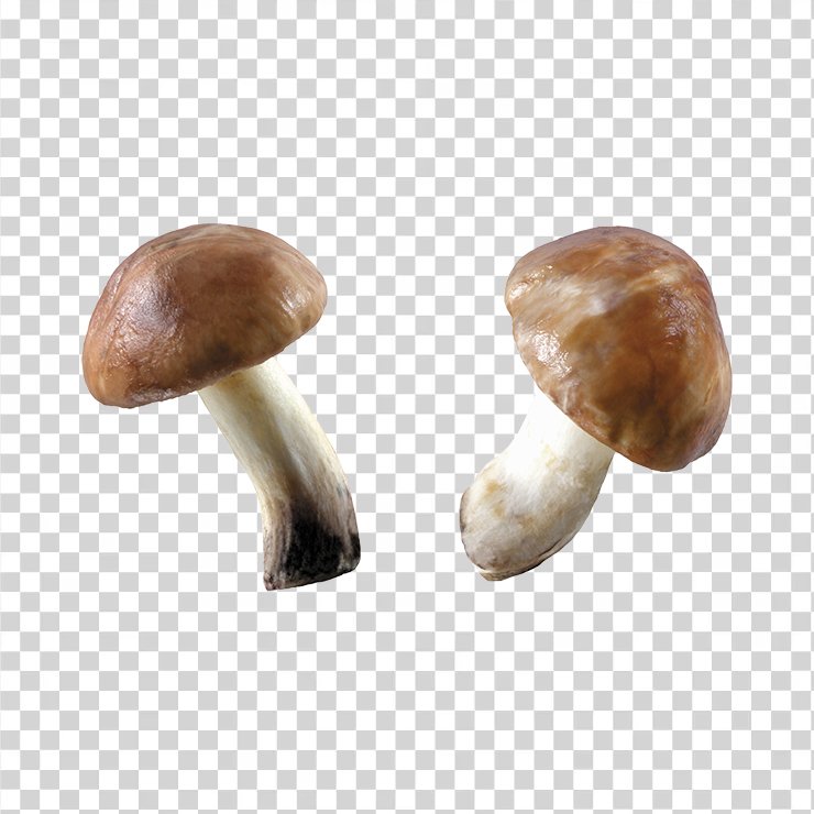 Mushroom