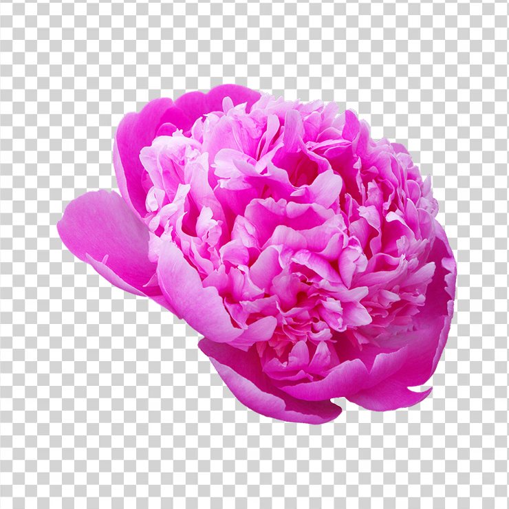 Peony 1