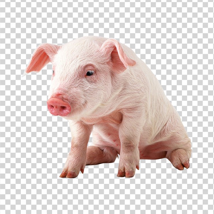 Pig 02