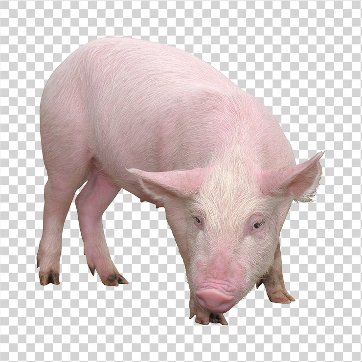 Pig 06