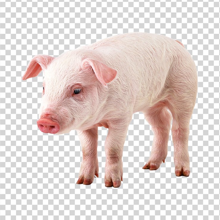 Pig 07