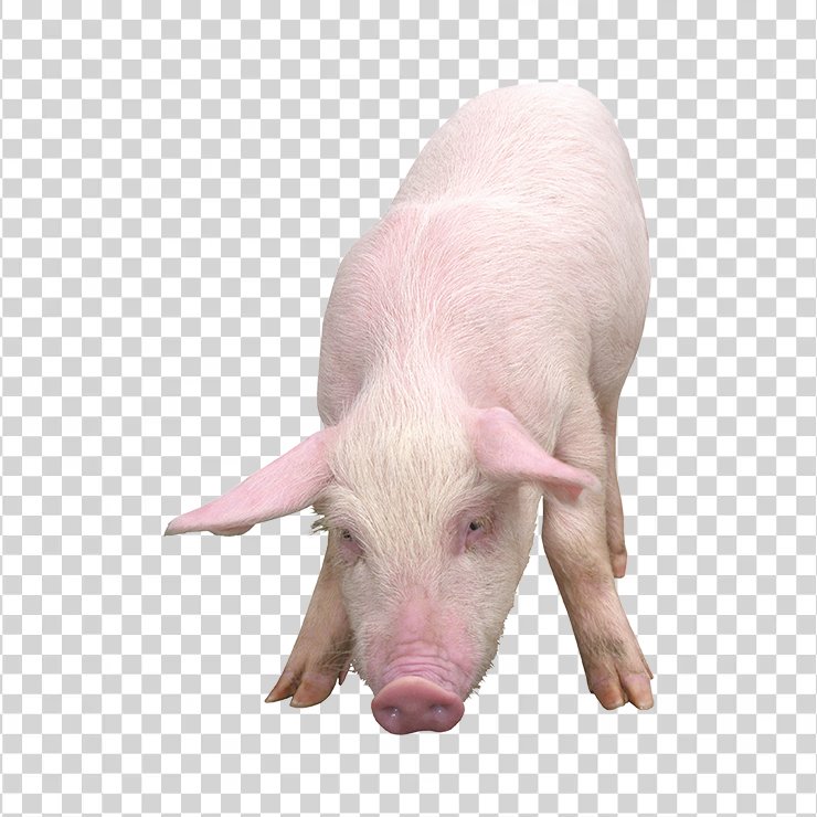 Pig 09