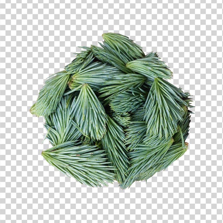 Pine Leaves