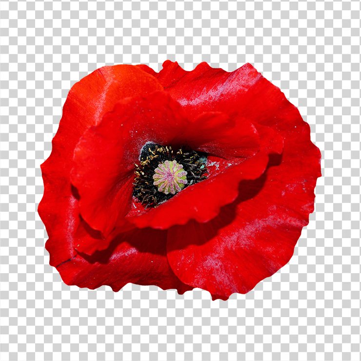 Poppy 65