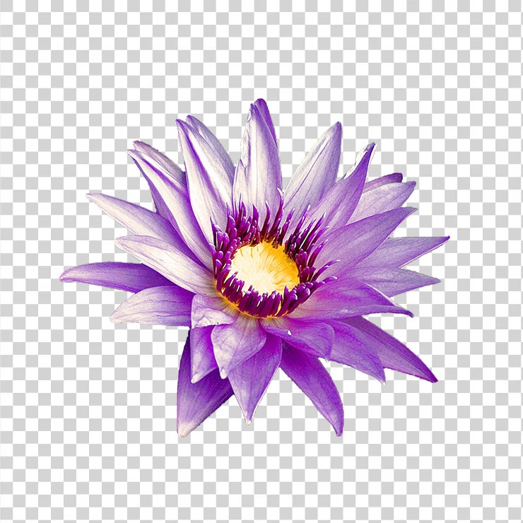 Purple Flower