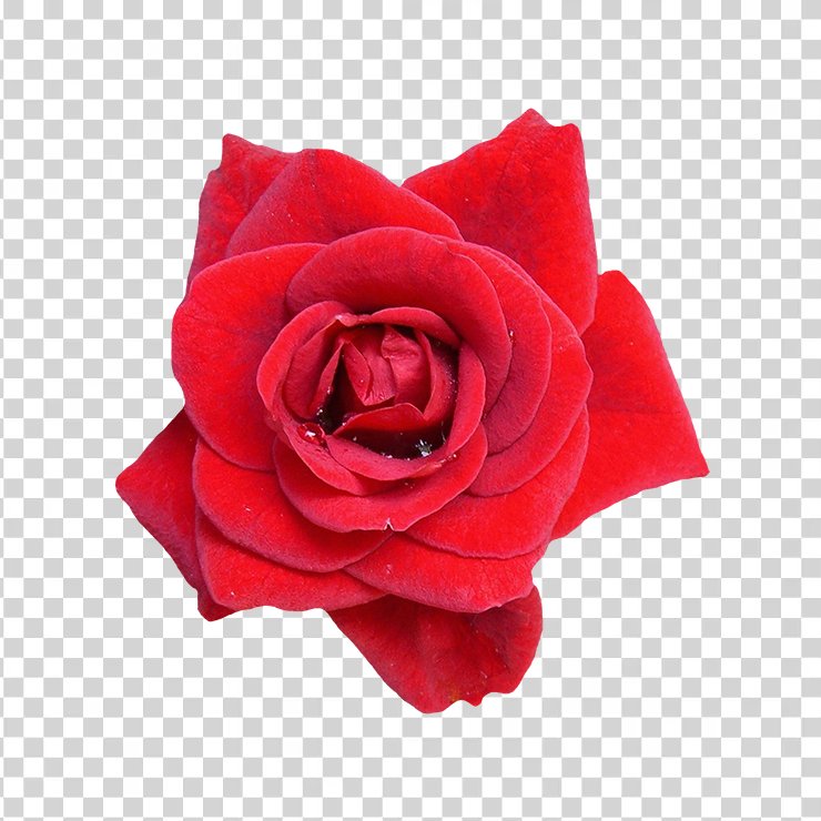 Red Rose Flower