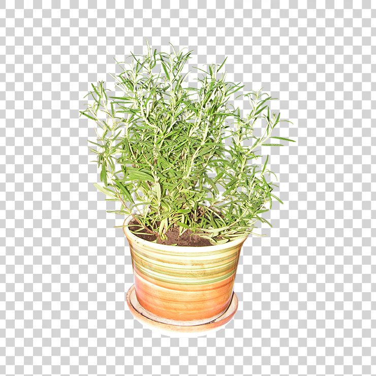 Rosemary