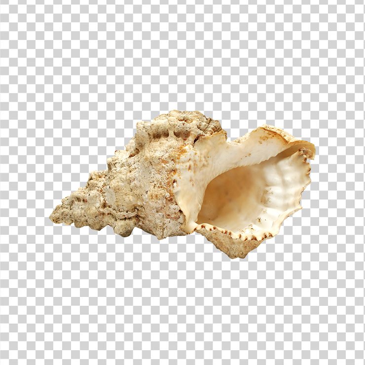 
									Sea Shell19