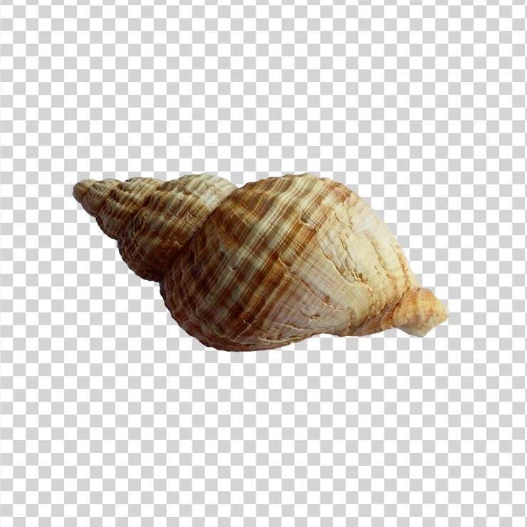 Sea Shell8