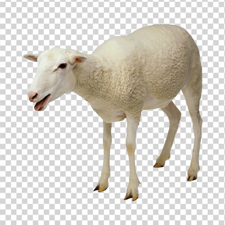 Sheep 01