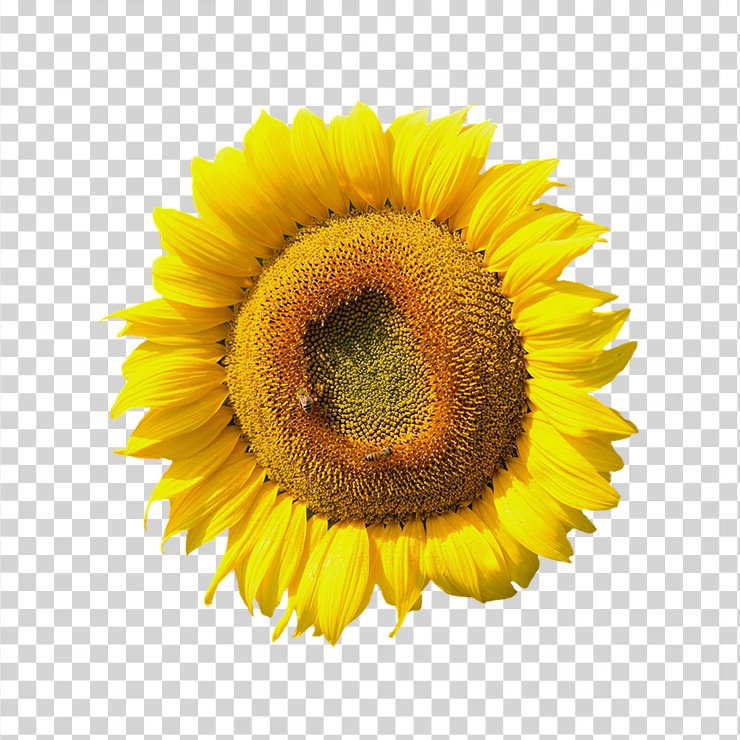 Sun Flower