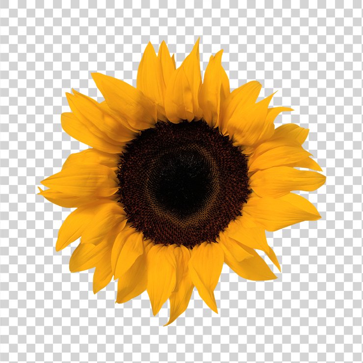 Sunflower 20