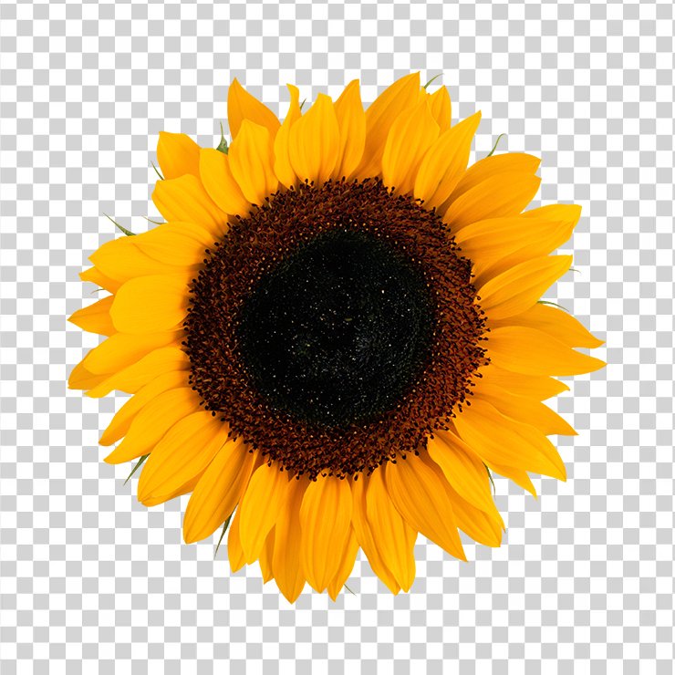 Sunflower 23