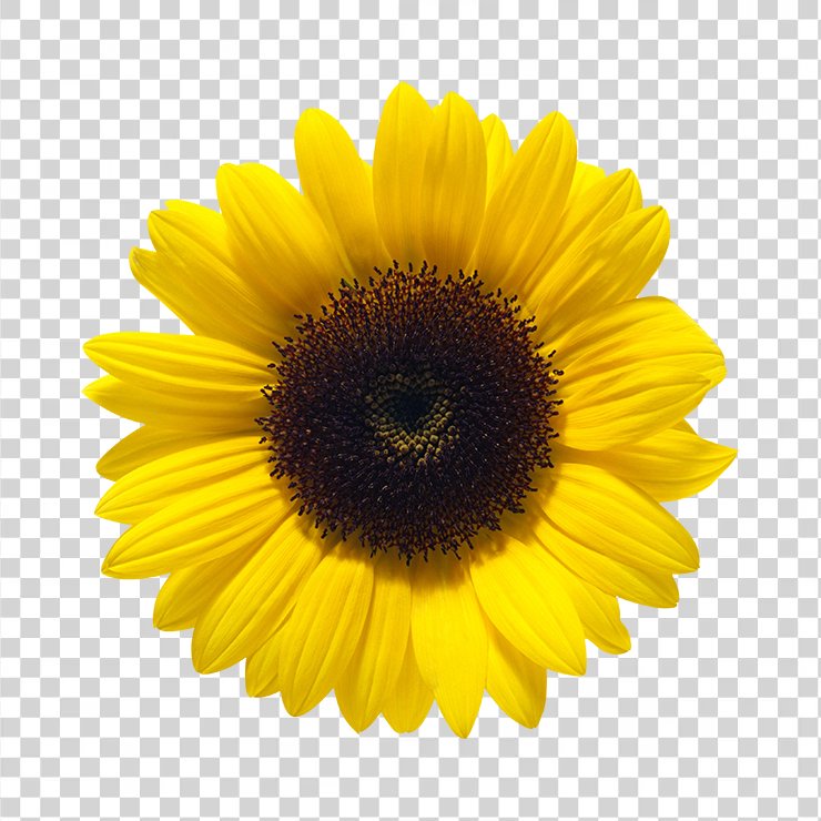 Sunflower 8