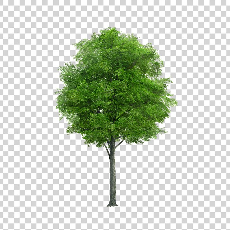 Tree 3