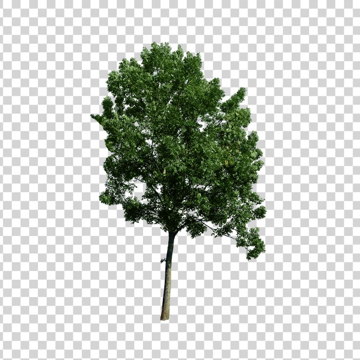 Tree 47