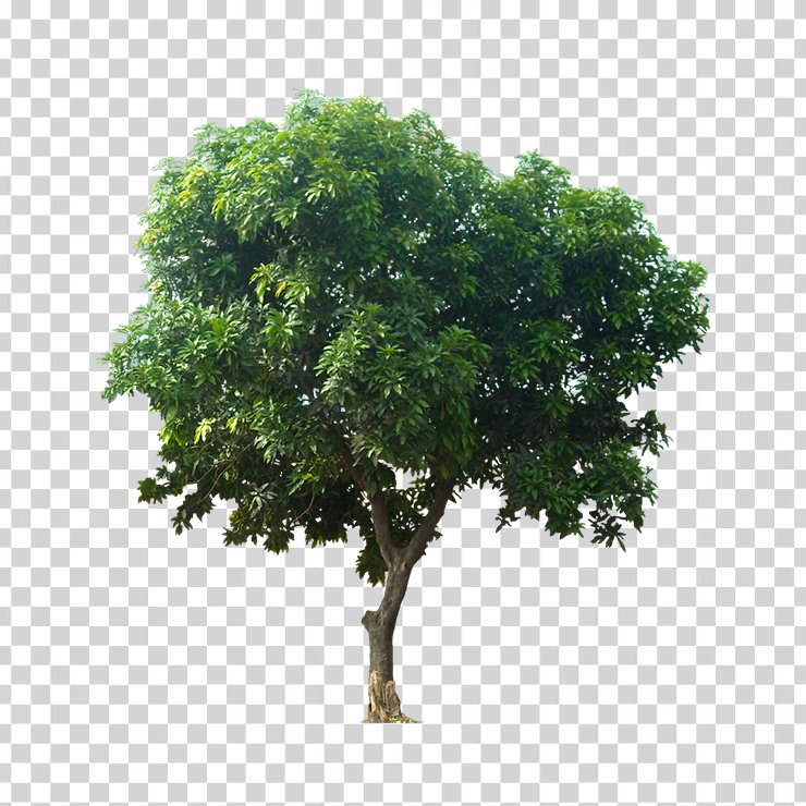 Tree 6