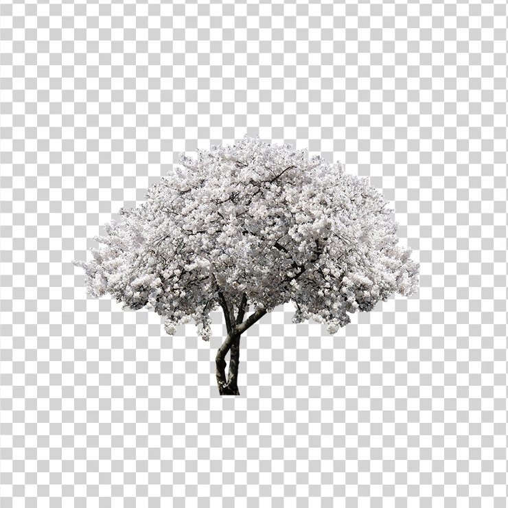 Trees 5