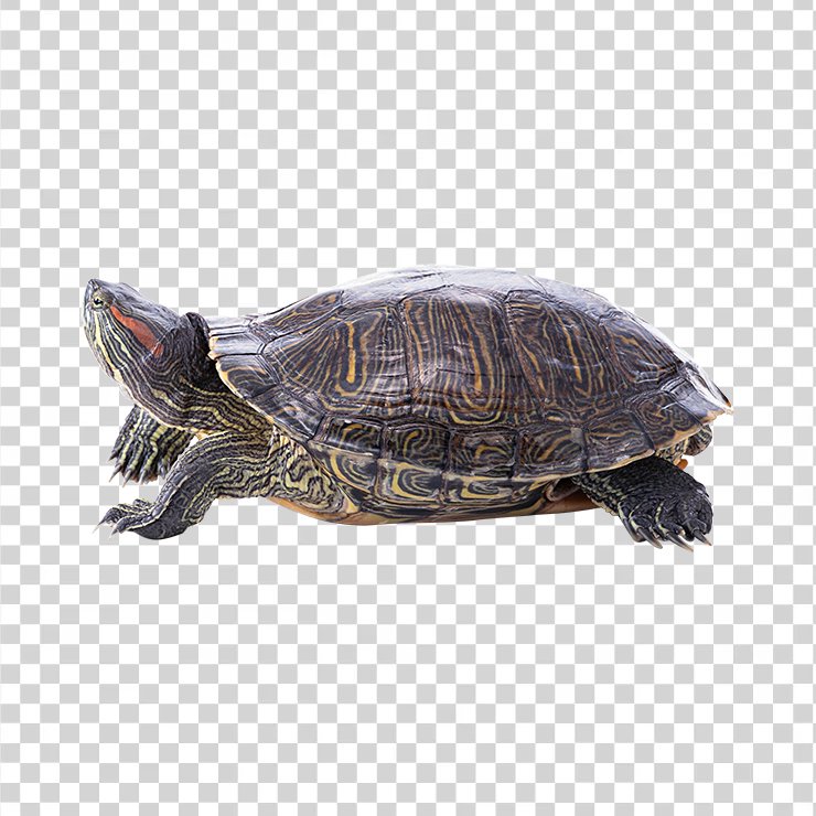 Turtle 08